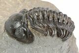 Detailed Reedops Trilobite - Atchana, Morocco #341180-2